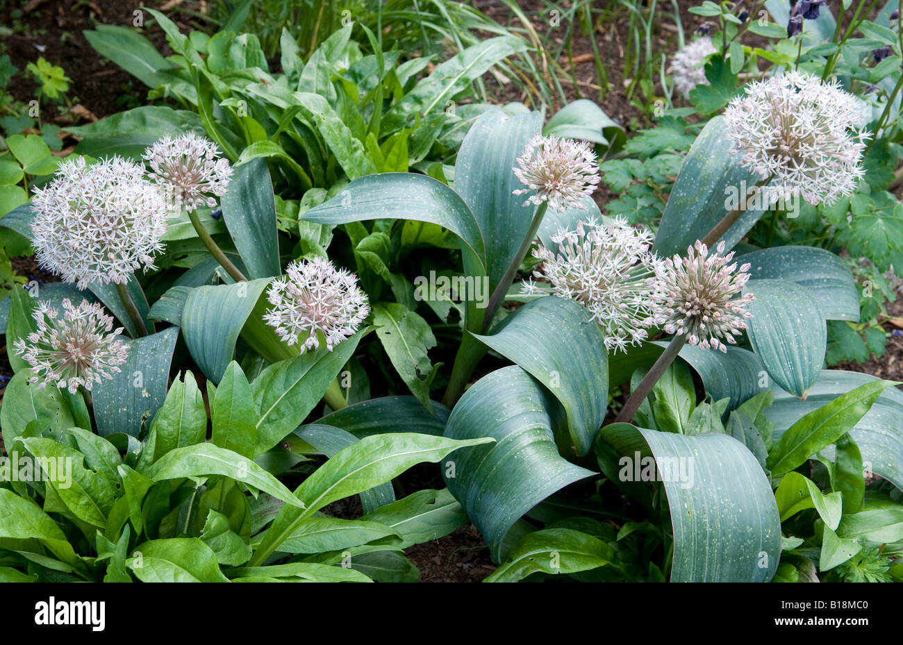 Allium Flowering Onion `Triquetrum` Stock Photo